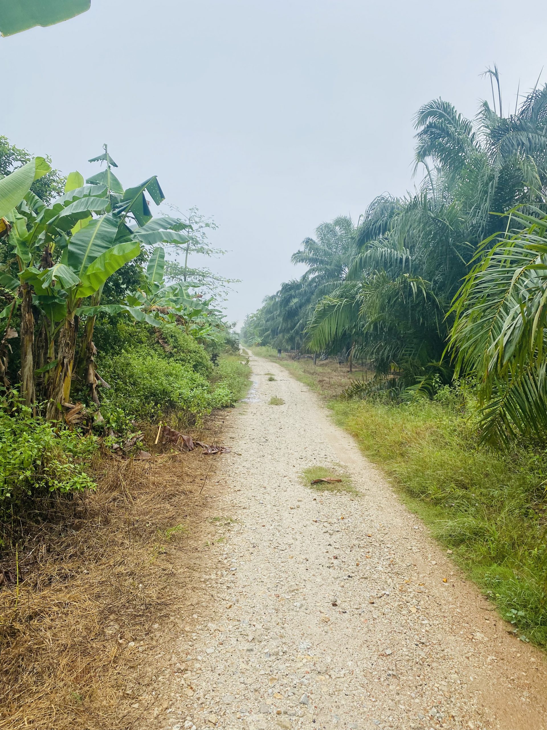 2 Acre Agriculture Land at Sungai Yu