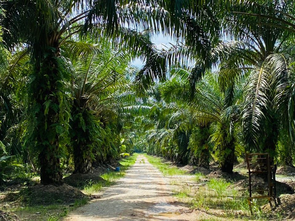 palm oil 1